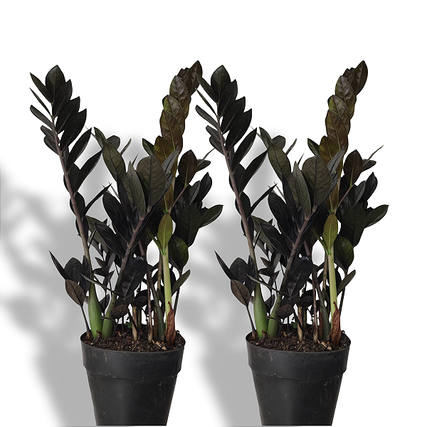 Kit 2 Zamioculcas Black – Pote 15 – Planta Rara de Luxo