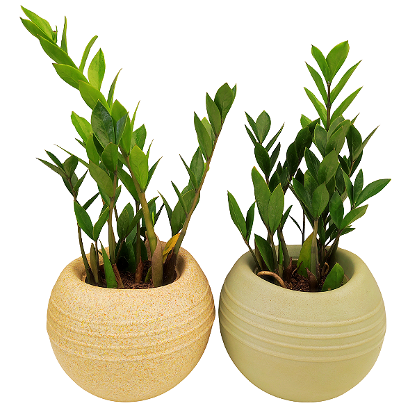 Kit 2 Cachepot Terrano Búzios + 2 Zamioculcas Pote 9