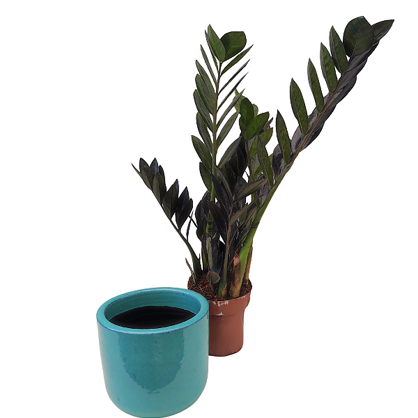 Zamioculca Black Pote 14 com Vaso de Cerâmica Esmaltado