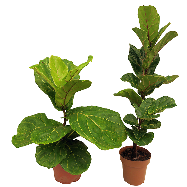 Kit - Ficus Lyrata + Ficus Bambino | Planta Natural Ornamental