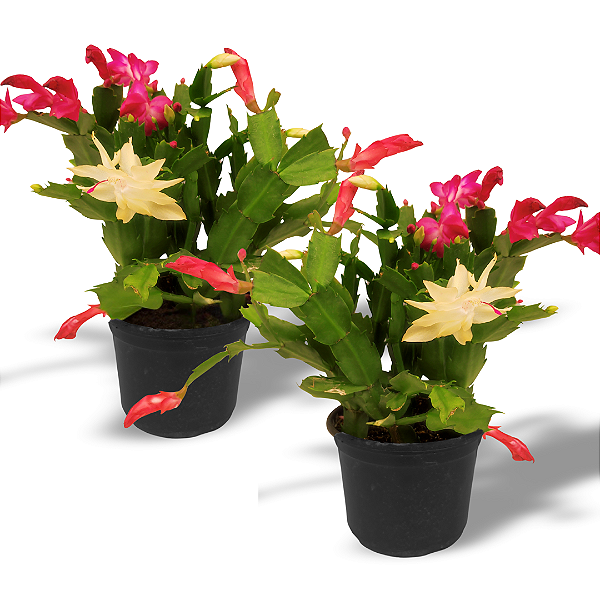 Kit 2 Vasos de Flor de Maio Planta Natural Cores Mista Cheio