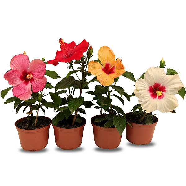 Kit 4 Mudas de Hibisco Flor Grande e Botões Planta Natural