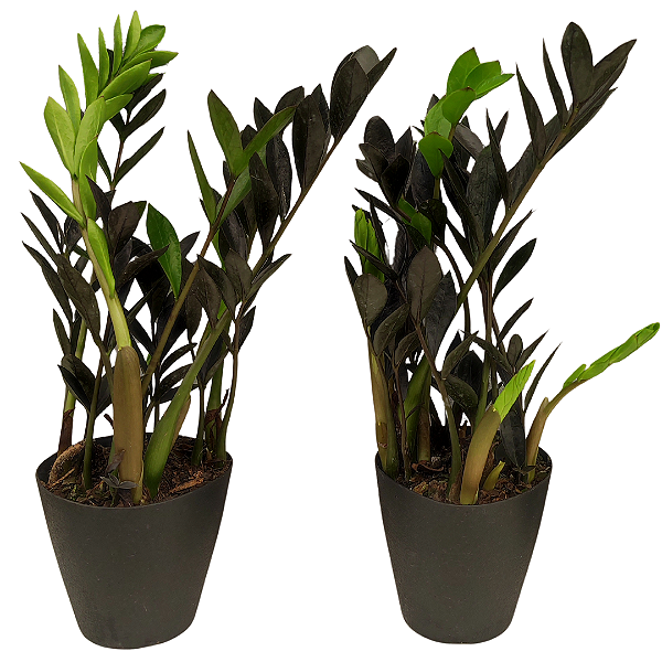 Kit 2 Mini Zamioculca Black Pote 11 Plantas Naturais Raras