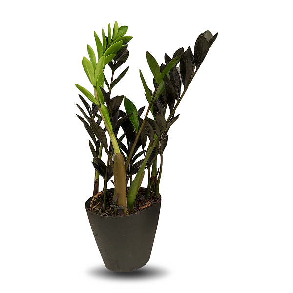 Mini Zamioculca Black Pote 11 | Plantas Natural Exótica