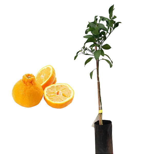 Tangerina dekopon - Japonesa enxertada