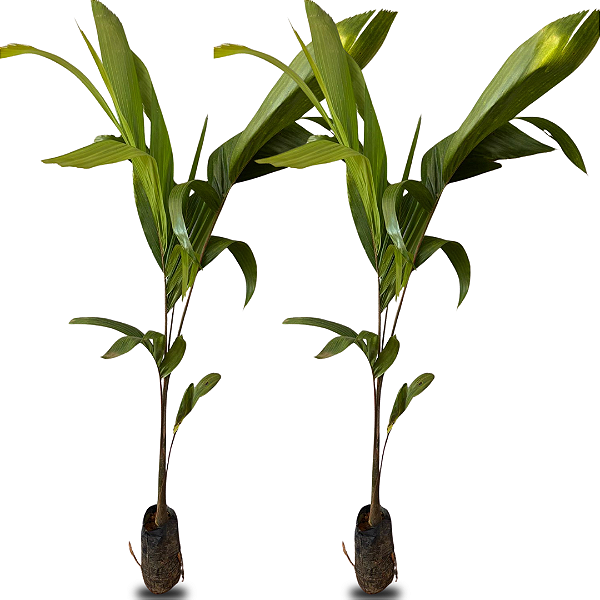 Mudas de Palmeira Carpentaria – 60 a 100 cm