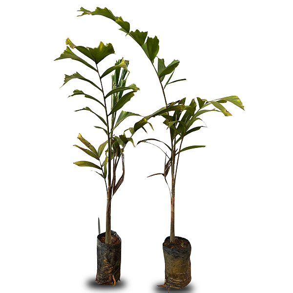 Mudas de Palmeira Rabo de Raposa – 60 a 80 cm