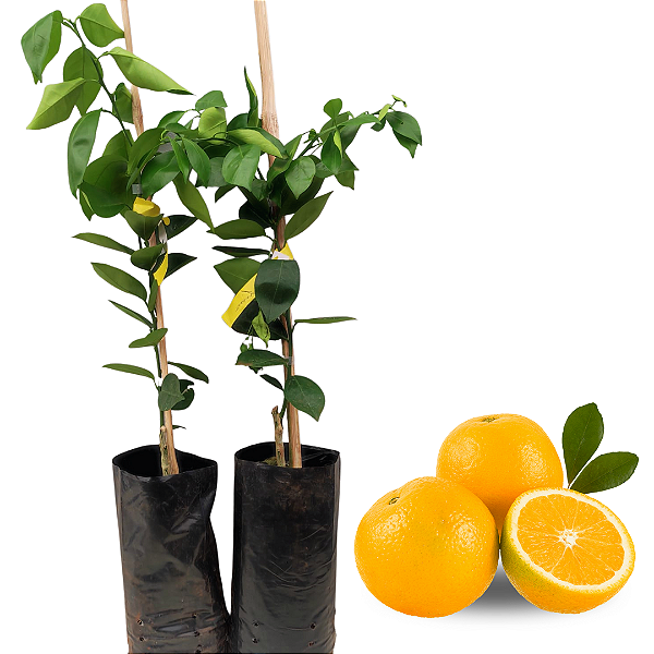 Laranja Lima Enxertada