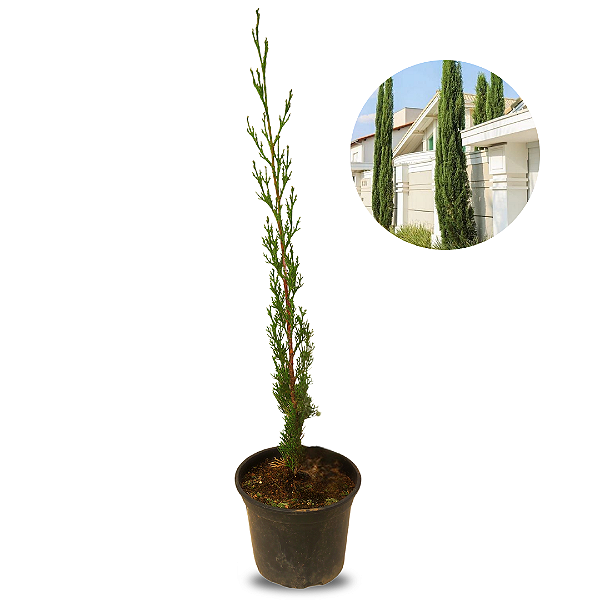 Muda de Cipreste Italiano 50 cm | Elegância Rara