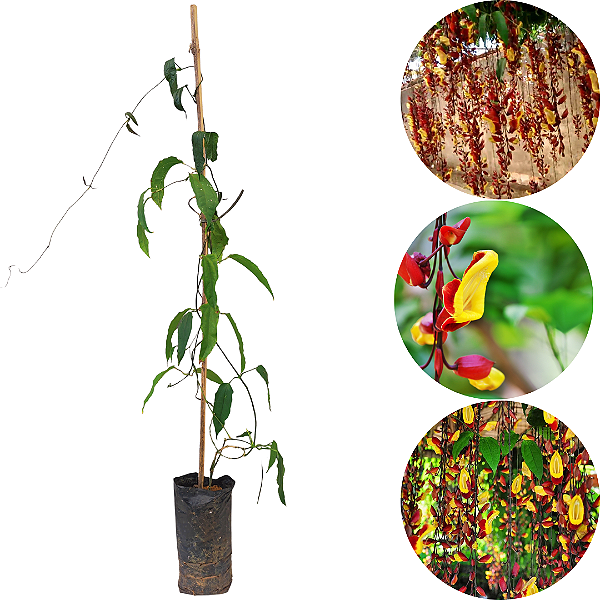 Muda de Trepadeira Sapatinho de Judia | 80 a 100 cm