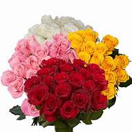 Buquê de Rosas Coloridas - 50 Unidades