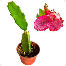 Muda de  Pitaya  - Teruya Autofértil.