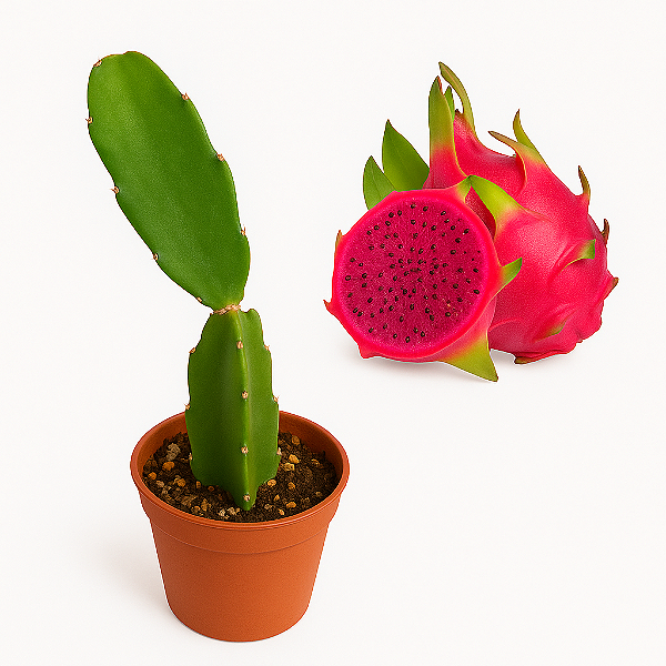 Muda de  Pitaya  - Royal Red Autofértil.