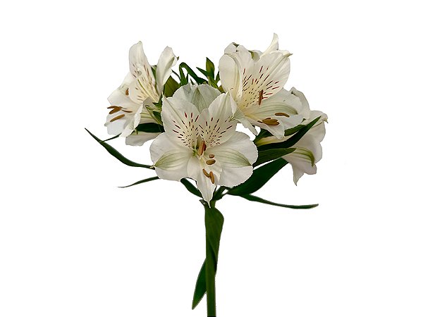 ALSTROEMERIA BRANCA