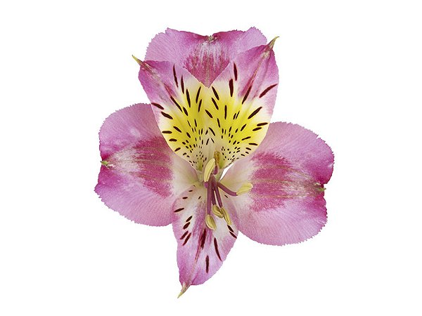 ALSTROEMERIA ALYNA 080 CM