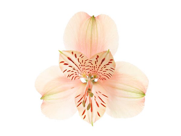 ALSTROEMERIA CANYON 080 CM