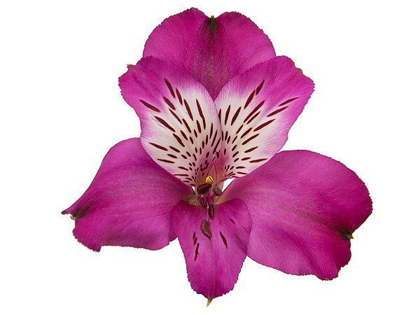 ALSTROEMERIA HELENA 070 CM ROXO