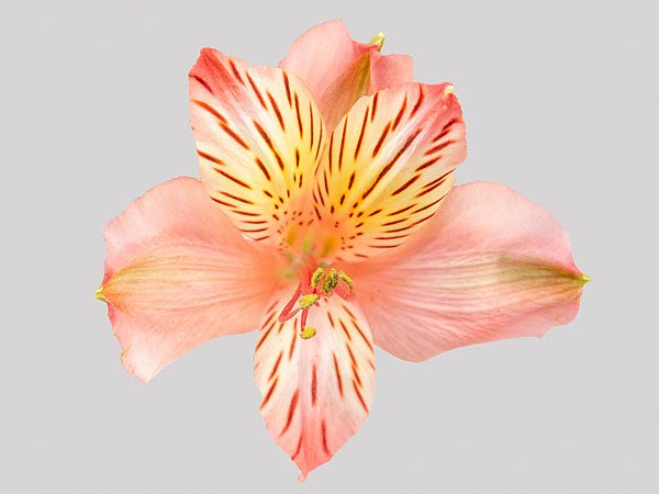 ALSTROEMERIA MOTION 080 CM LARANJA