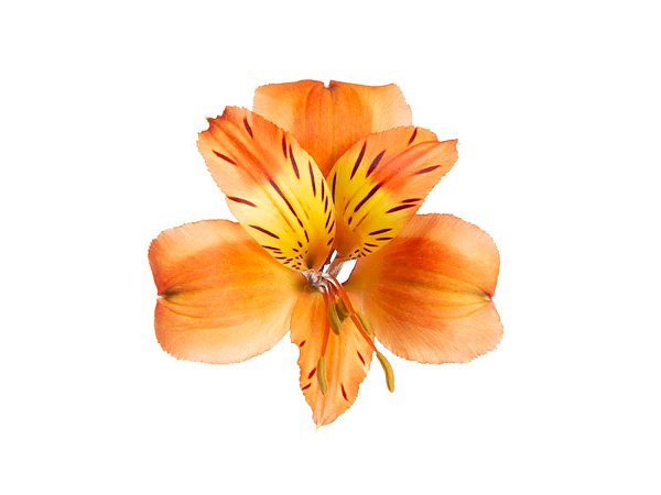 ALSTROEMERIA ORANGE QUEEN 080 CM