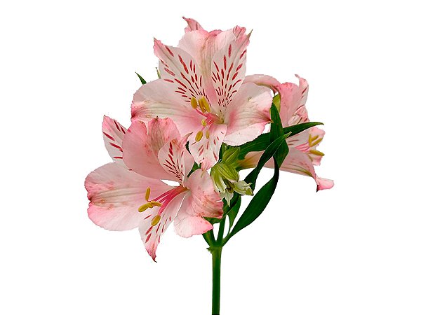 ALSTROEMERIA PAPILLON 080 CM ROSA