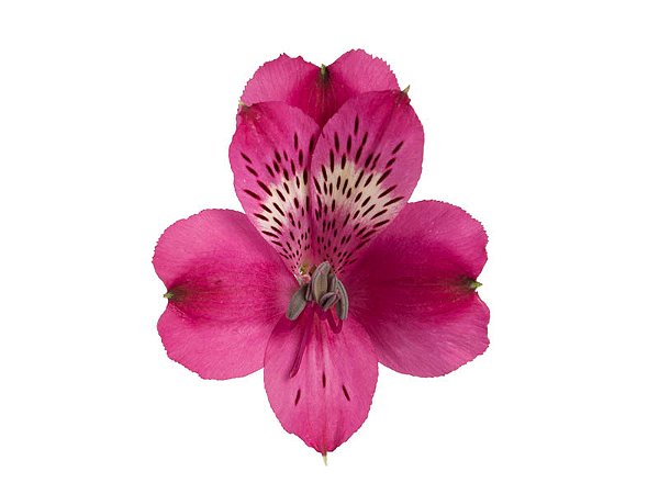 ALSTROEMERIA REAL 080 CM