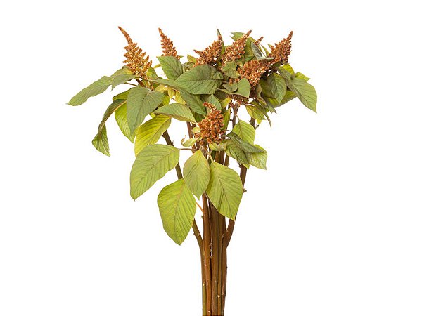 AMARANTHUS DOBRADO 060 CM BRONZE