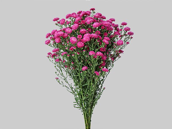ASTER MARIANA 040 CM PINK