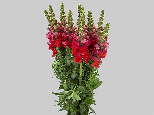 BOCA DE LEAO 070 CM VERMELHO