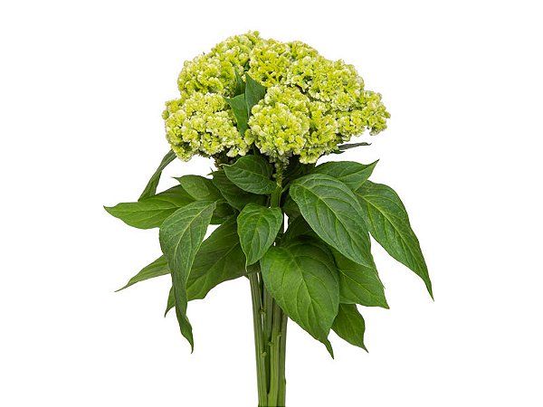 CELOSIA ARGENTEA CRISTATA BOMBAY GREEN 060 CM