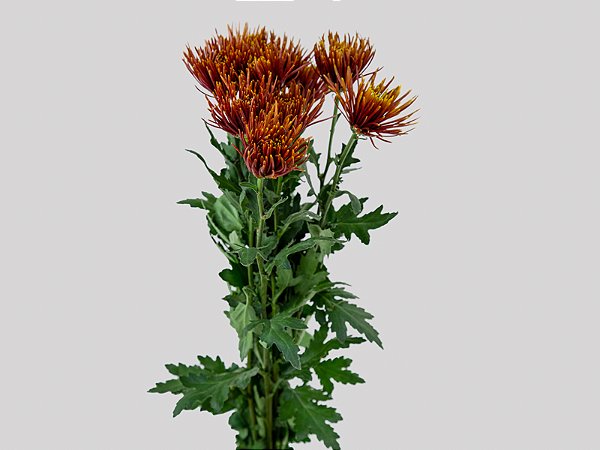 ANASTASIA CHISPA 080 CM BICOLOR