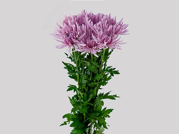 ANASTASIA CIPRIA 080 CM LILAS