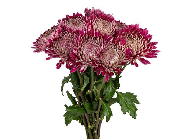 ANASTASIA COUTURE 070 CM