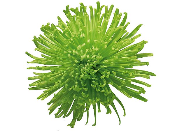 ANASTASIA DARK GREEN 080 CM VERDE