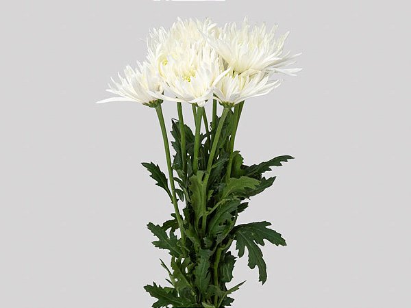 ANASTASIA HERRERA 080 CM BRANCO