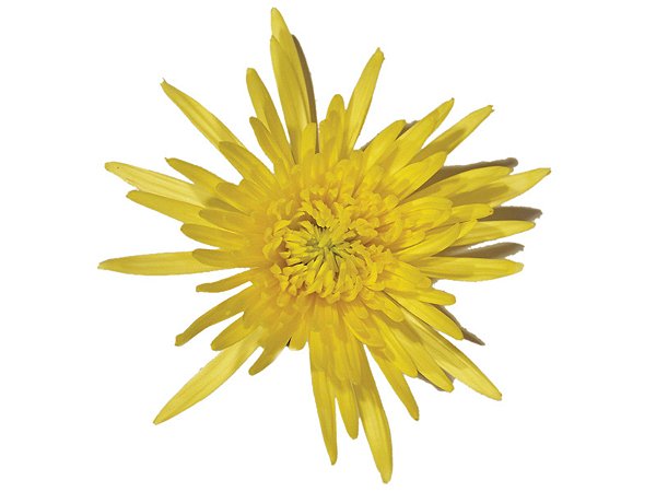 ANASTASIA SUNNY 080 CM AMARELO