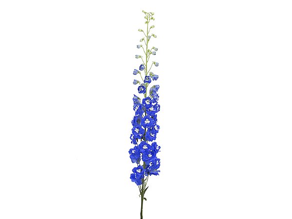 DELPHINIUM 090 CM AZUL
