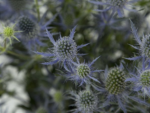 ERYNGIUM 070 CM