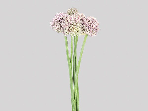 FLOR DE ALHO