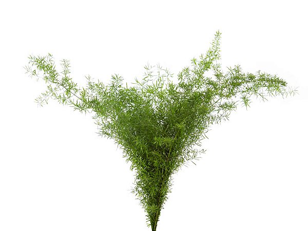 FOLHAGEM ASPARGO ALFINETE 080 CM