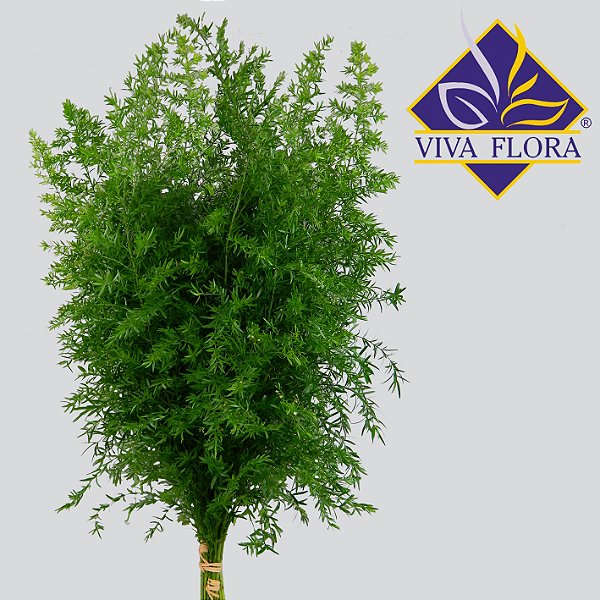 FOLHAGEM ASPARGO CWEBE 050 CM