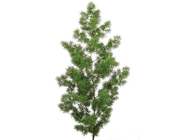 FOLHAGEM ASPARGO MYRIOCLADUS 060 CM