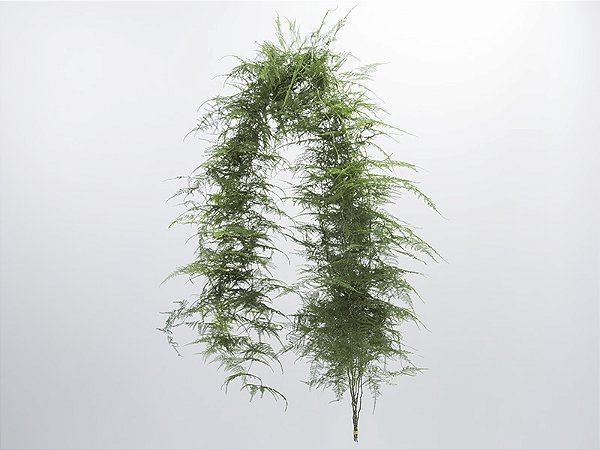 FOLHAGEM ASPARGO PLUMOSO