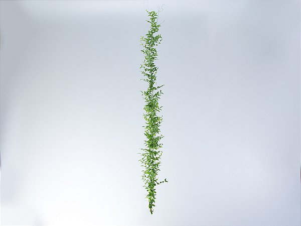 FOLHAGEM ASPARGO SMILAX