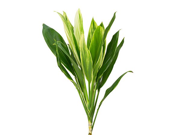 FOLHAGEM DRACENA ALBA