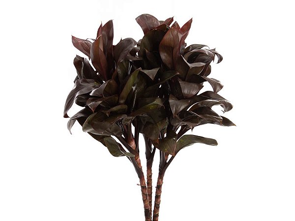 FOLHAGEM DRACENA BABY CHOCOLATE