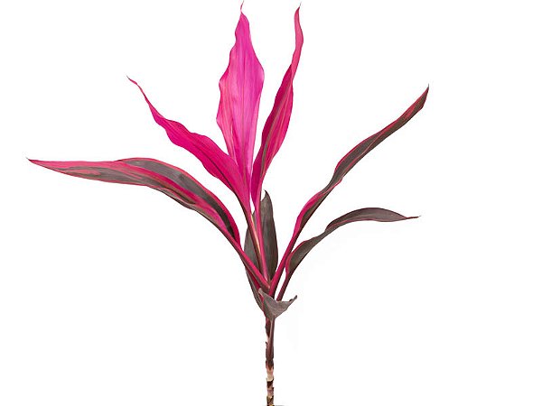 FOLHAGEM DRACENA BABY PINK PLUS