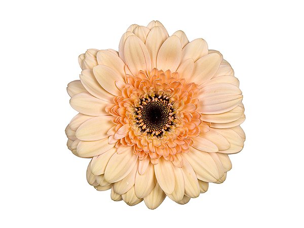GERBERA CAFE DEL MAR < 050 CM > 10 CM DIAM