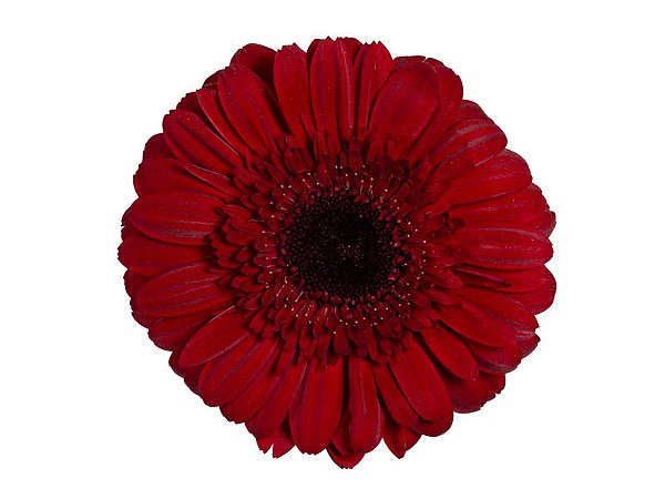 GERBERA CHIANTI < 050 CM > 10 CM DIAM
