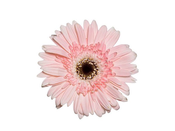 GERBERA DIABLO < 050 CM > 10 CM DIAM