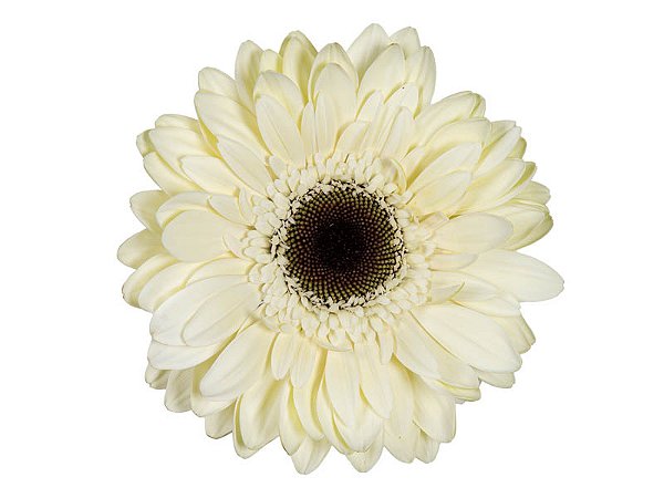GERBERA KILIMANJARO >10 CM DIAM <050 CM BRANCO
